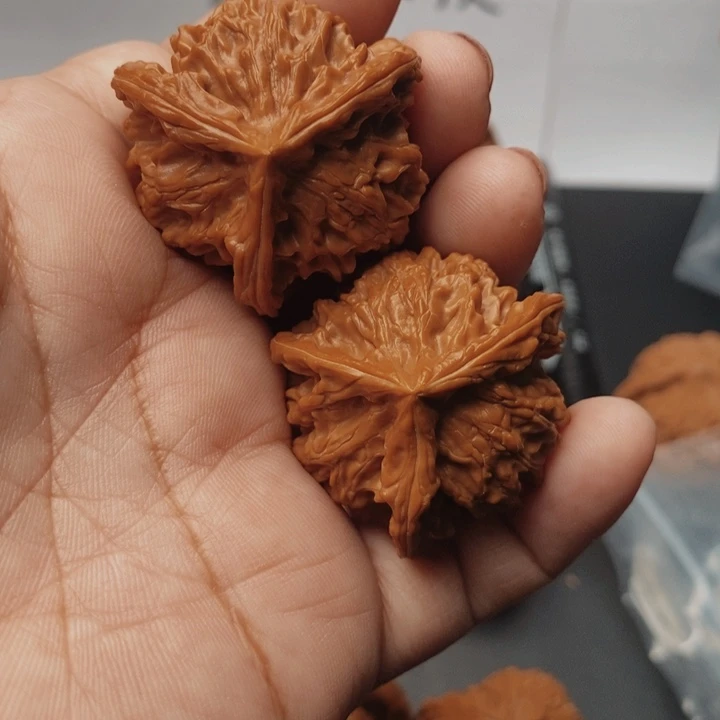 核桃盘山三棱37尺核桃