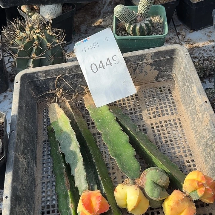 鸾凤玉锦一辆五个0449