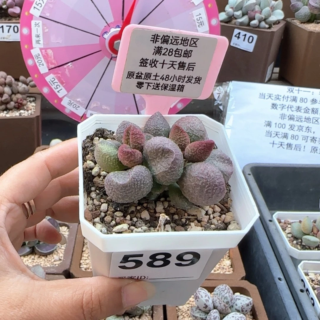 589水蜜桃多肉植物