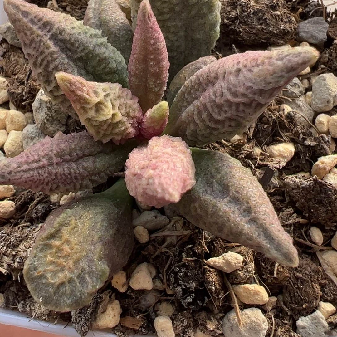 融冰多肉植物水泡