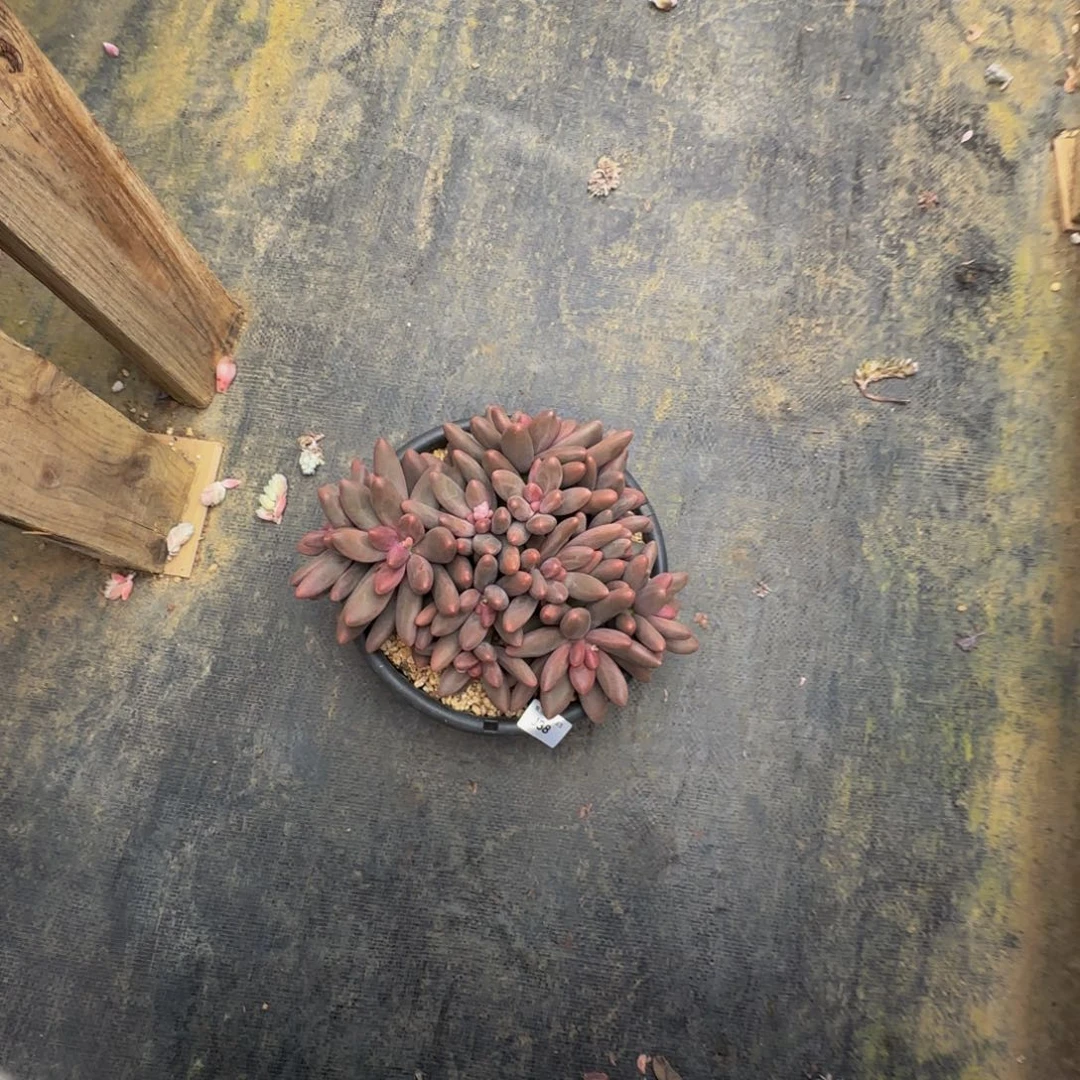 金**.j j j j j j j j j j j 38