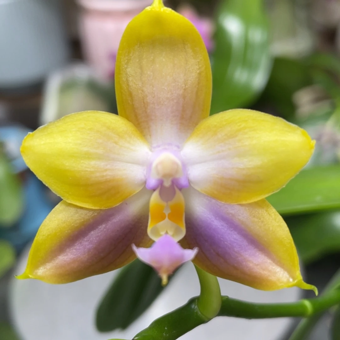 完全开放2.5珠宝交弥陀公主