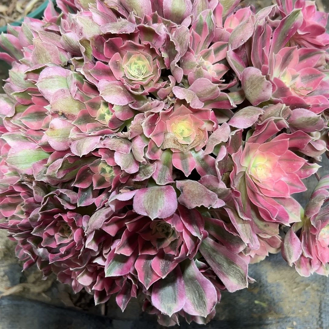 多365肉植物粉女巫法师