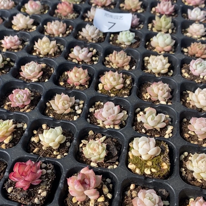 7 多肉植物盆栽花卉