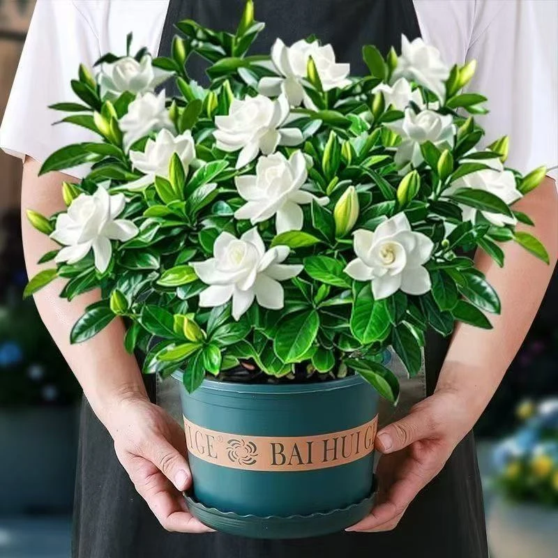 栀子花盆栽带花苞花卉植物室内四季开花阳台水培绿植树苗好养易活