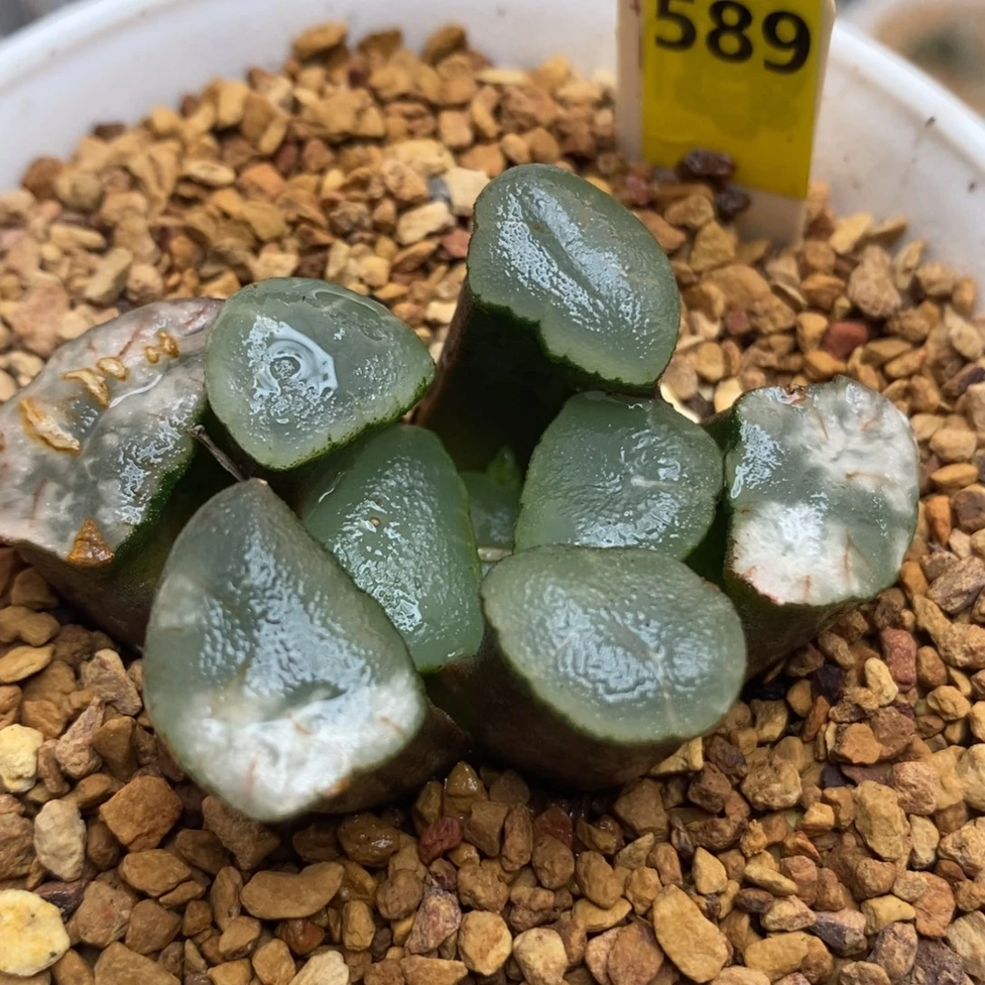 589大窗紫镜万象一物一拍