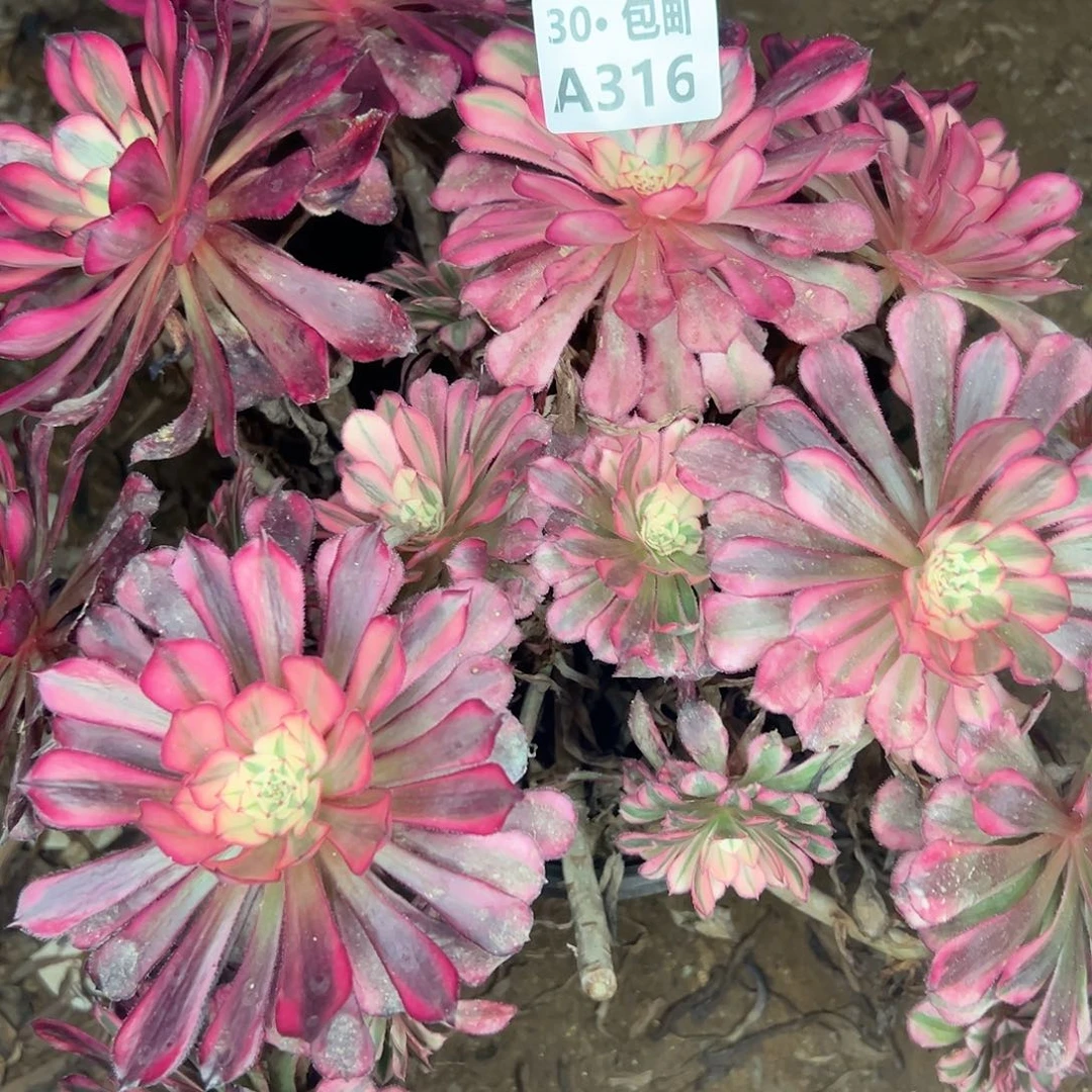 皓***品316 处理瑕疵多肉法师不包侧枝