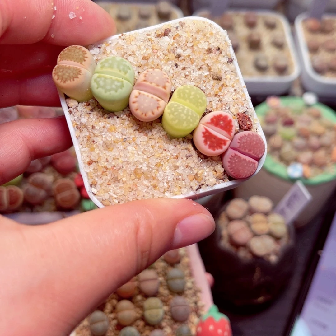 218号带盆盆人包邮发货