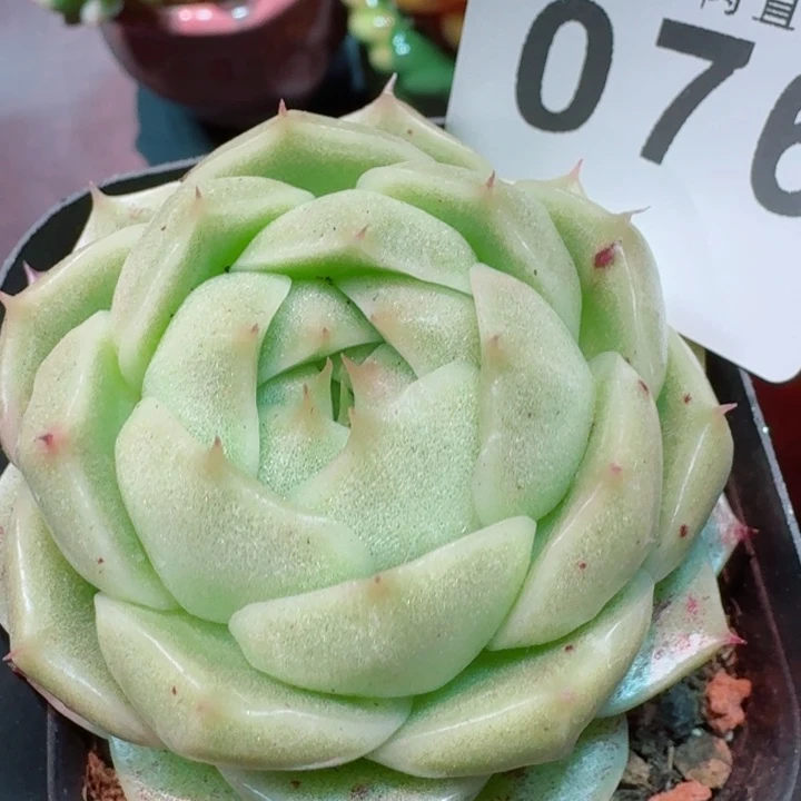 包子麦秆         精控精养多肉植物