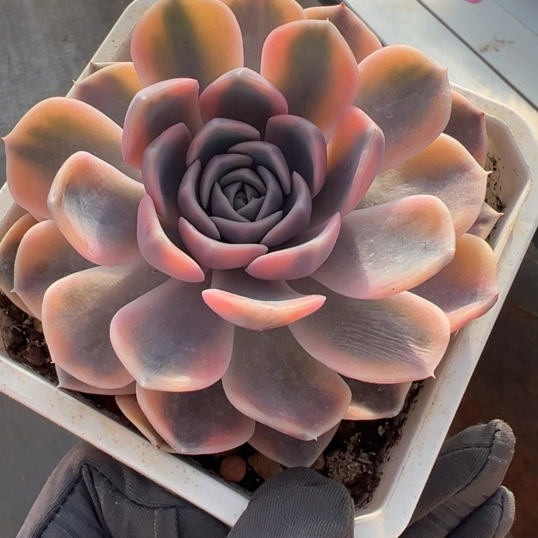 汉堡锦，覆轮锦多肉植物