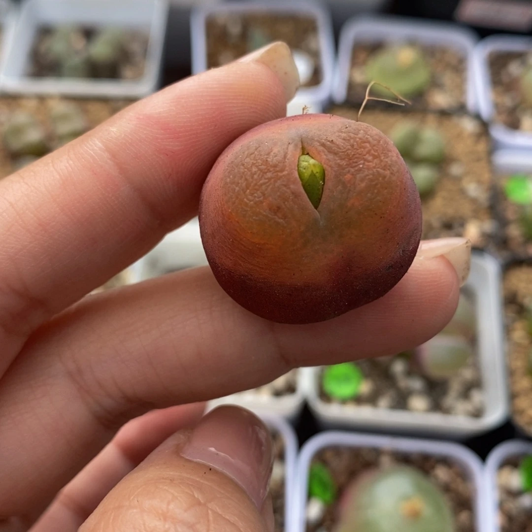 2.5cm多肉植物保护37