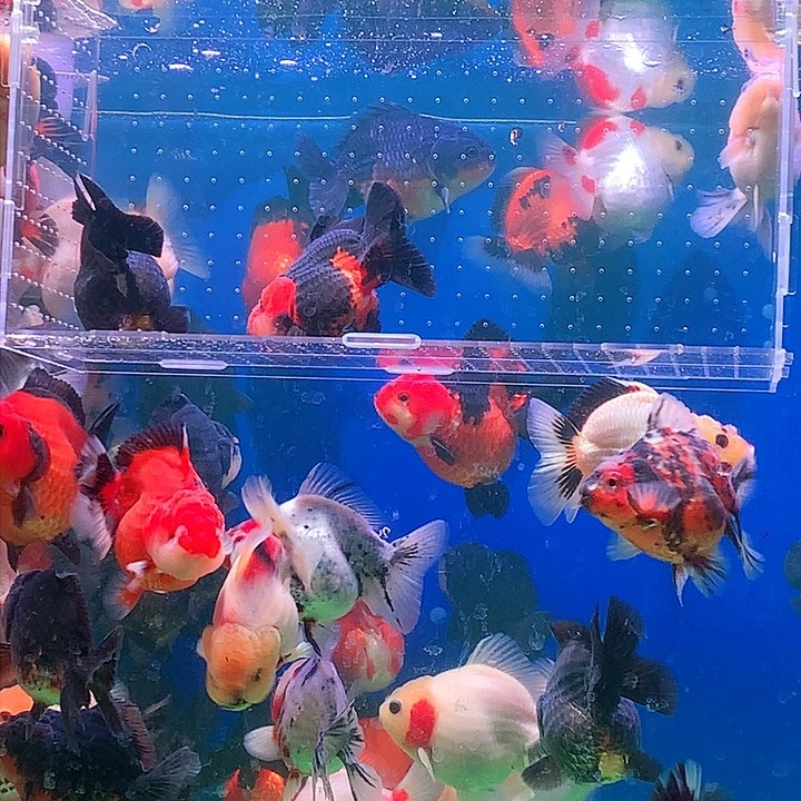 金鱼开箱视频包损