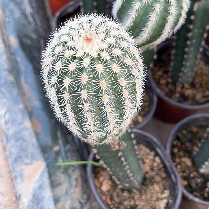 仙人球仙人球开花