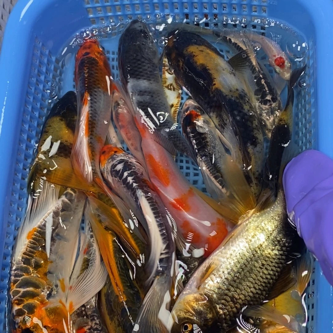 锦鲤冷水锦鲤包邮