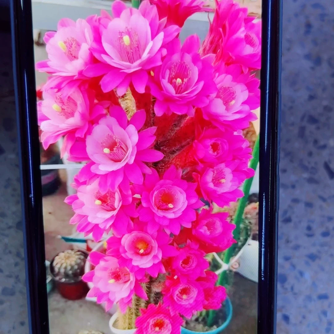 下23金妞奥拓歪无根侧芽5公分左右20包邮