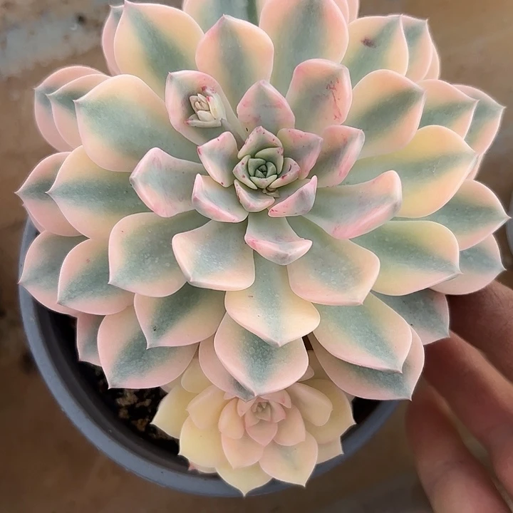 红粉佳人锦1111111