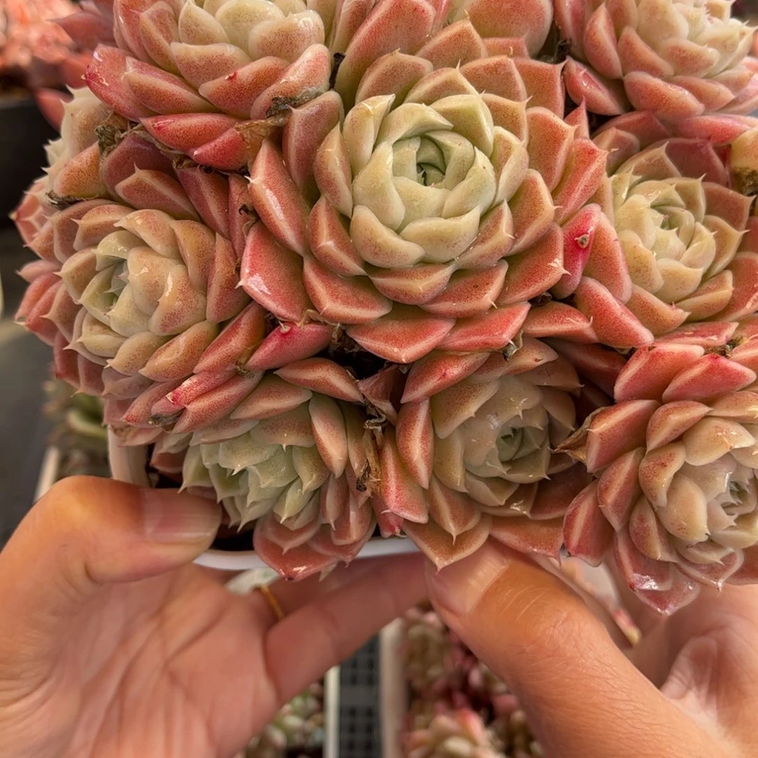1198 天冷必拍保温箱