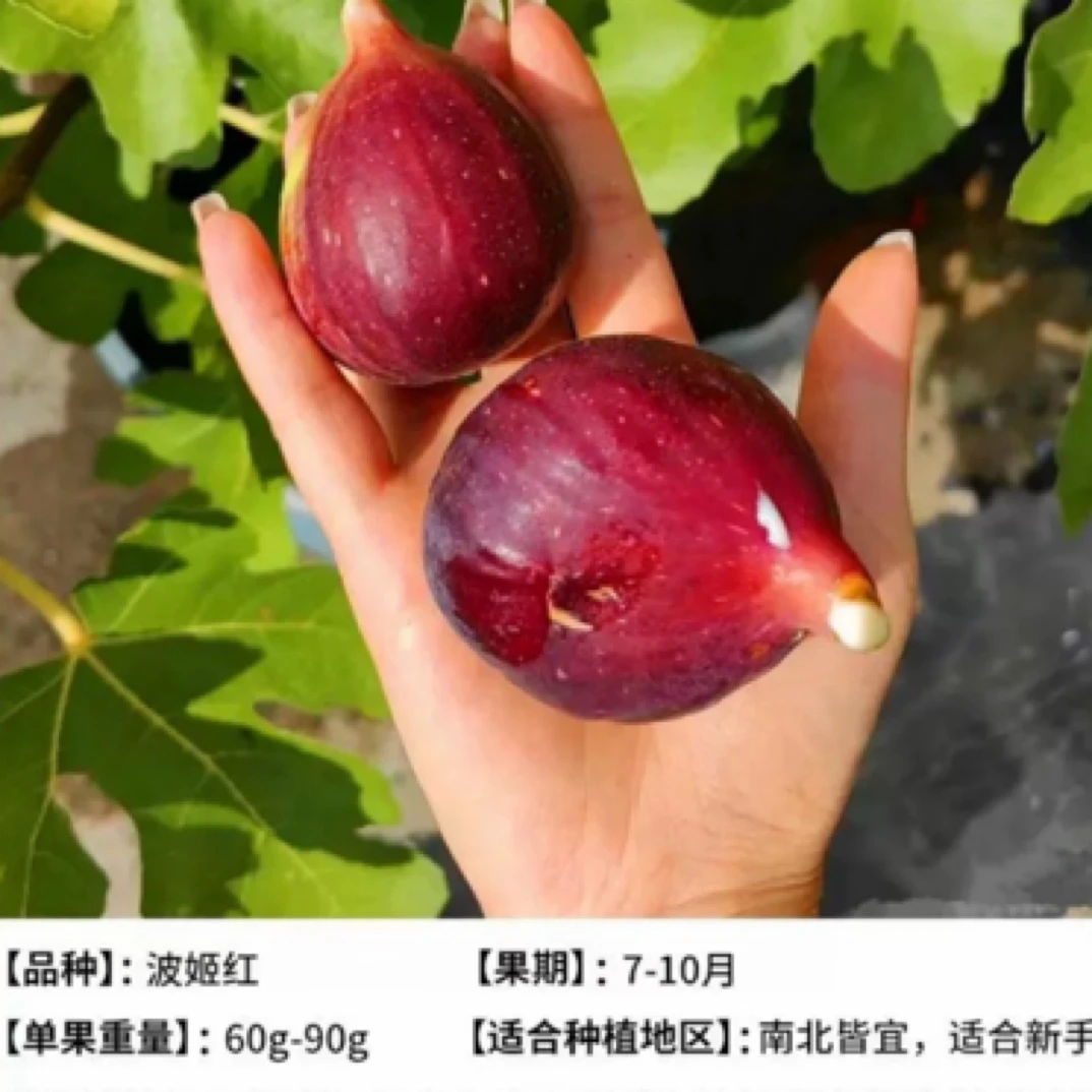 波姬红带果牙带果发货带果盆栽适合南北方种植