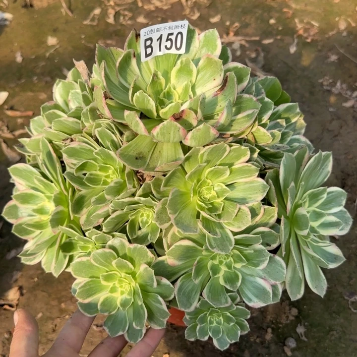 水蜜桃……多肉植物……