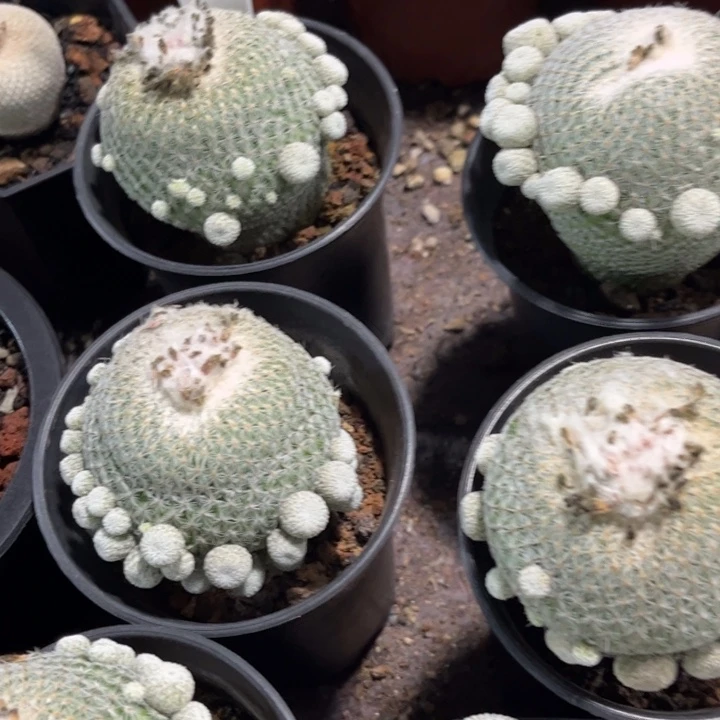无花朵月世界好养皮实