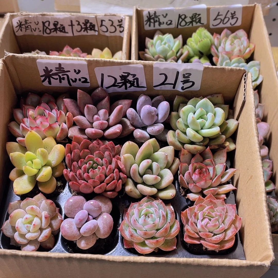 【闪购商品】【量拍】12颗-21号