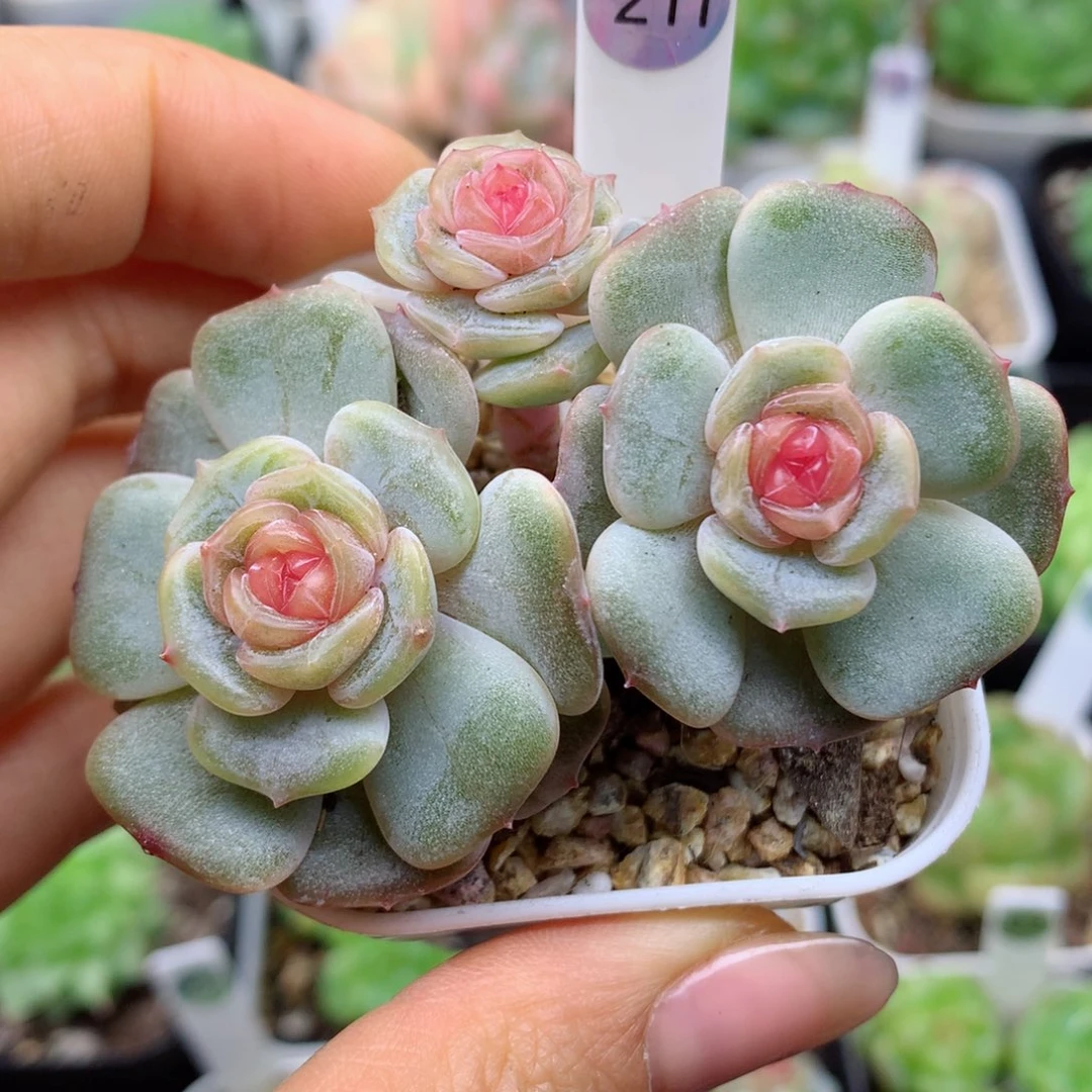 58包邮  群生不包整7