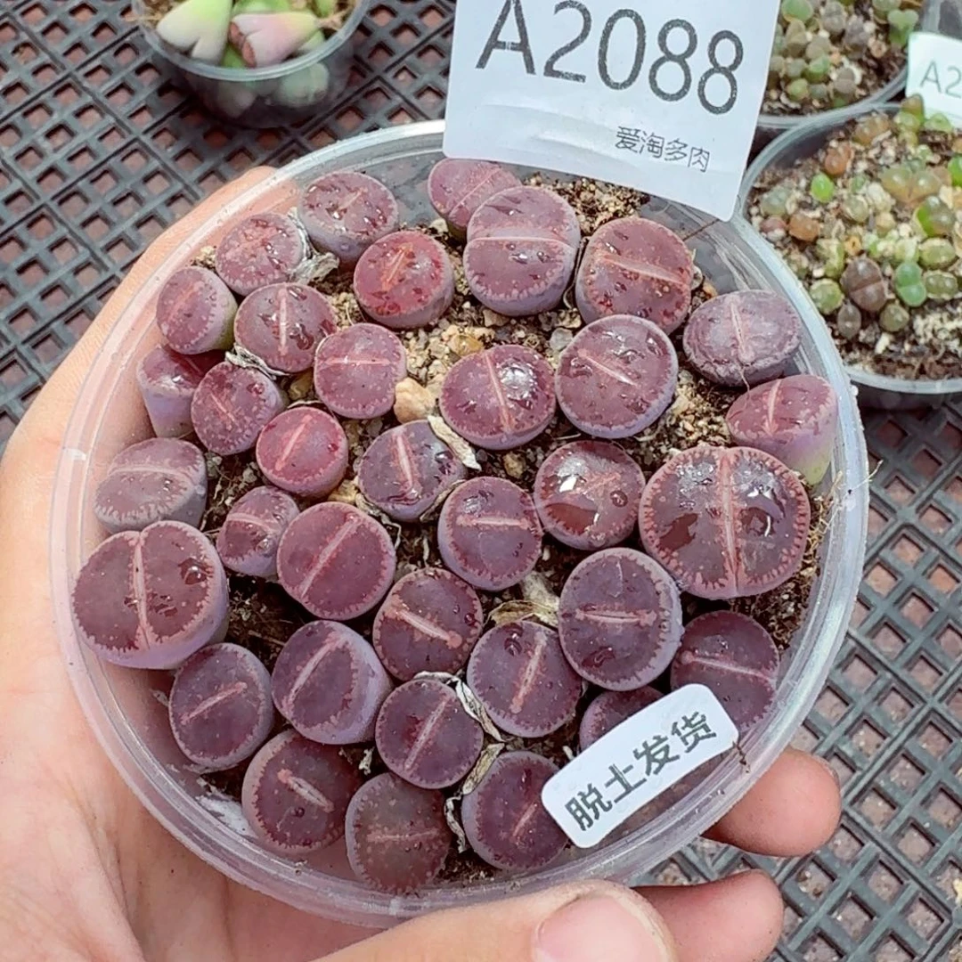 2088—脱土发货 带包土