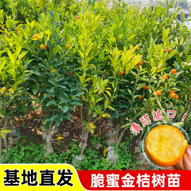 嫁接广西融安第三代脆蜜脆皮金桔柑树苗橘子苗桔子果苗盆栽带土
