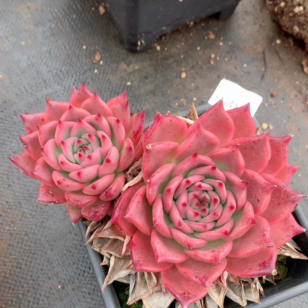 9388新年快乐发发发