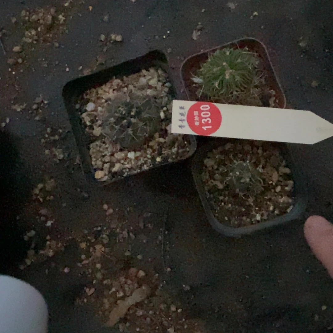 三颗混合球369888