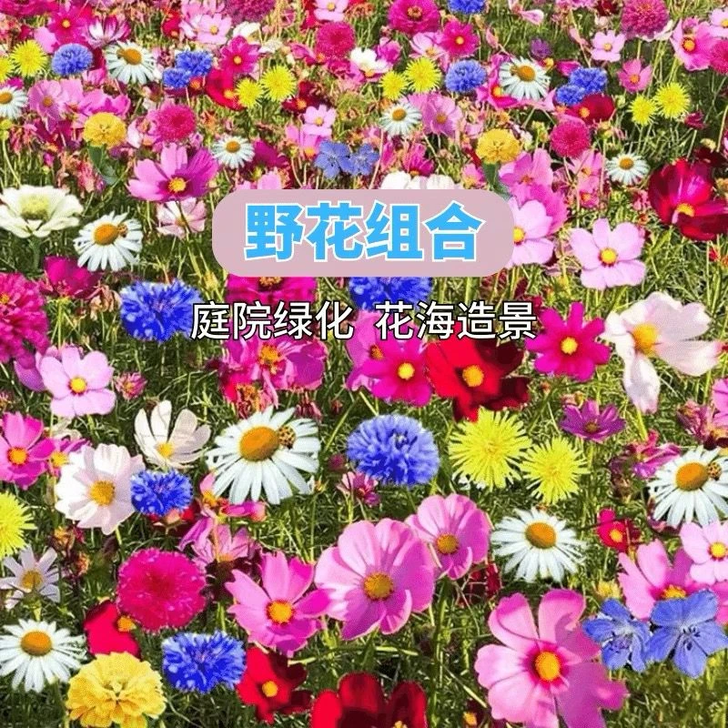 野花组合花种子草坪草花种籽子四季播种开花花格桑花籽太阳花种孑