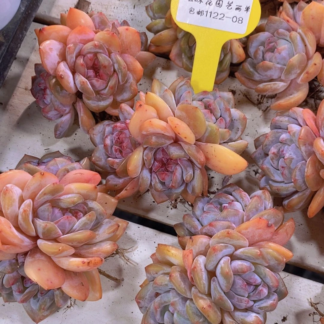 1122-08-精品糖心石榴籽星影群一个