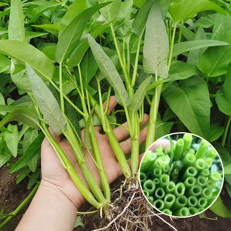 【三叉空心菜种籽】柳叶空心菜青梗空心菜籽四季阳台盆栽