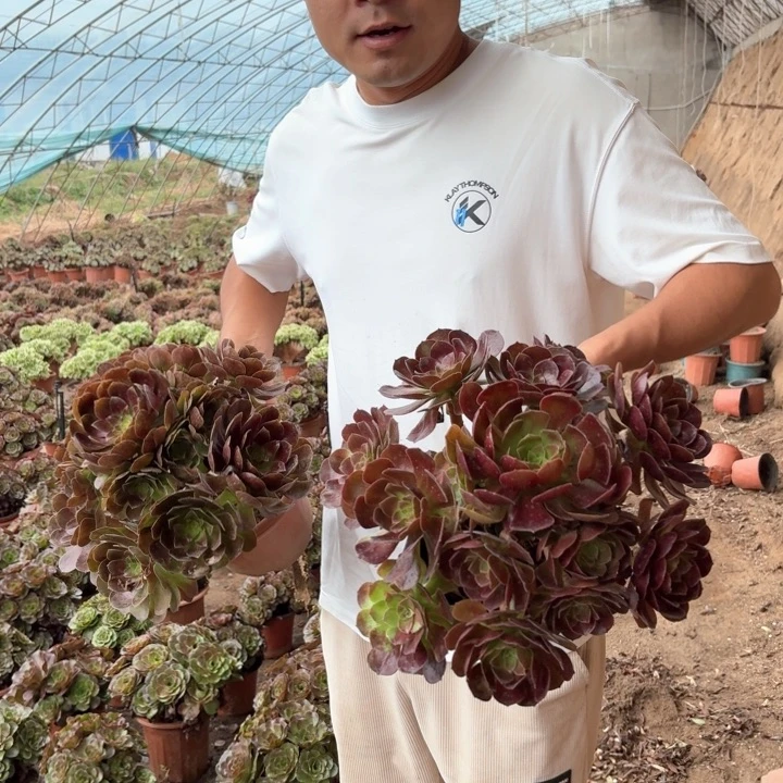 万黑公主好看好养