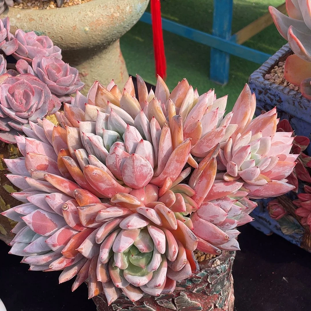 多肉植物带盆物流