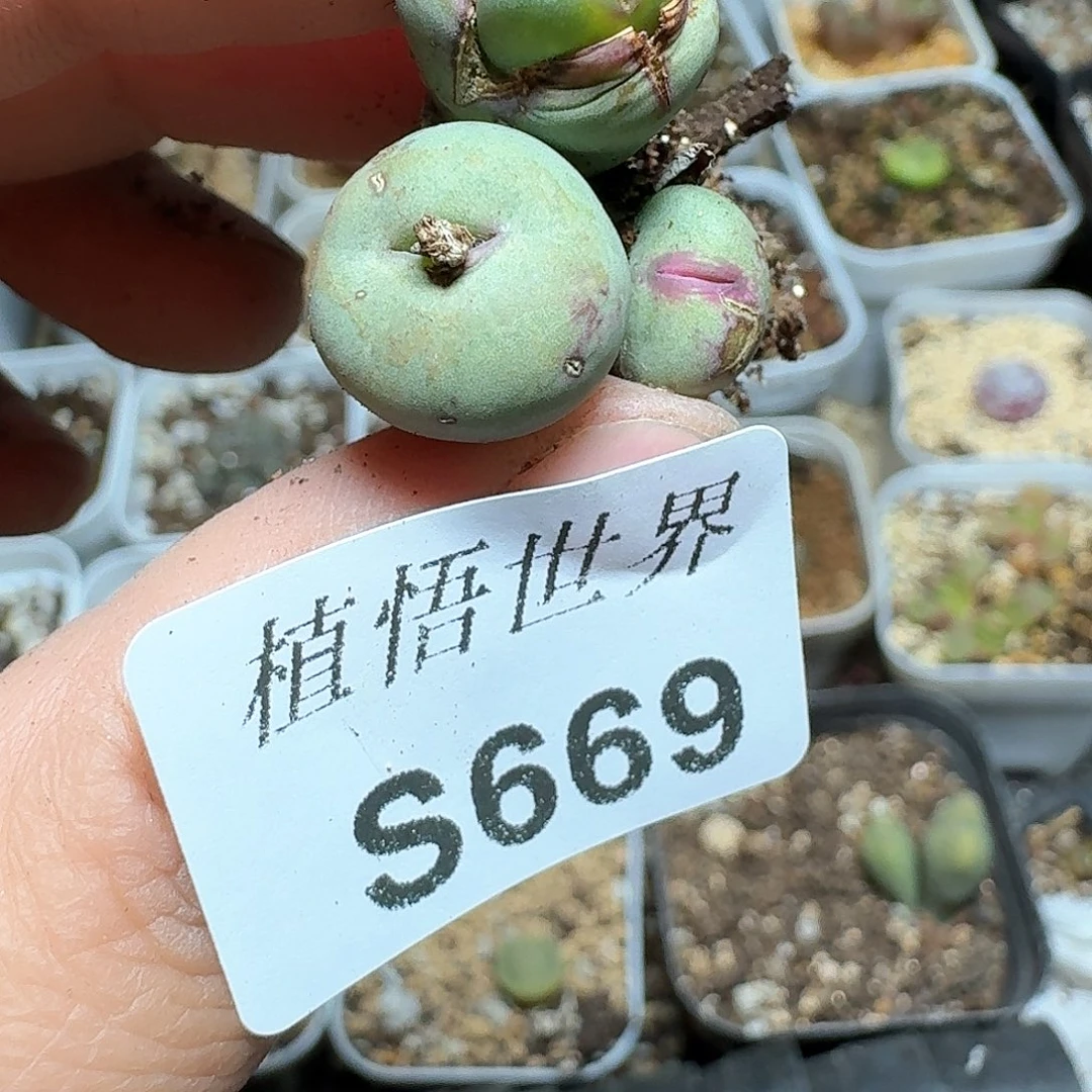 669号多肉植物哇f