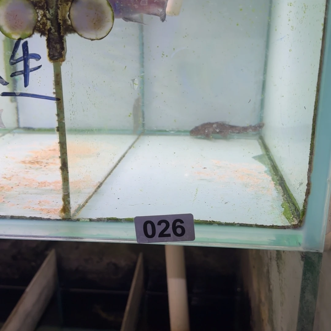 奈***ن慈鲷鱼26号金背柯步7-8厘米