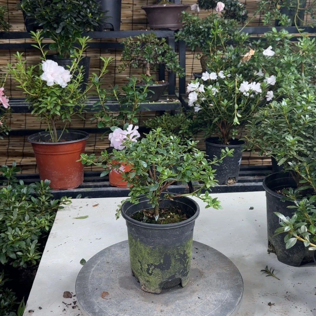 大***哥完全开放直播间不用说这个价格