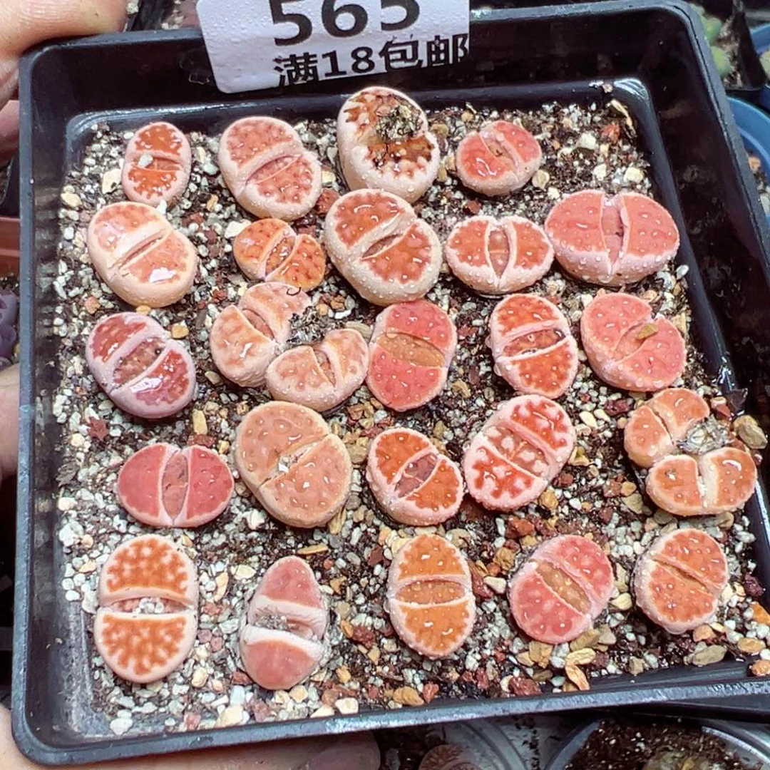 【闪购商品】 565。