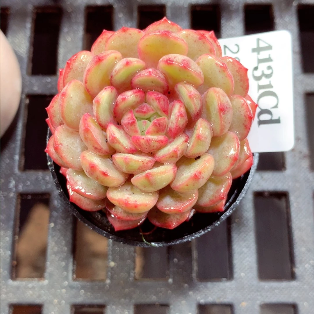 5厘米盆精控多肉4131