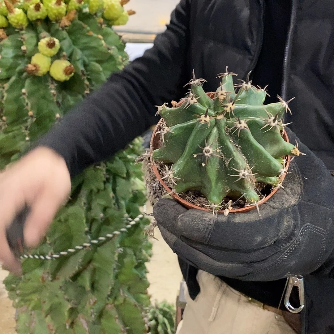 短豪刺雎鸠玉冠幅10公分