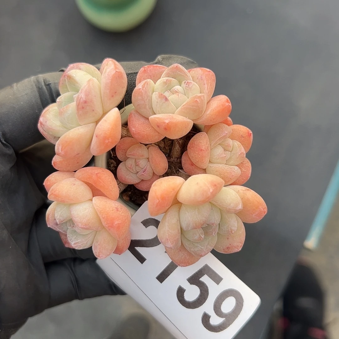 2159六头冰玉带盆发