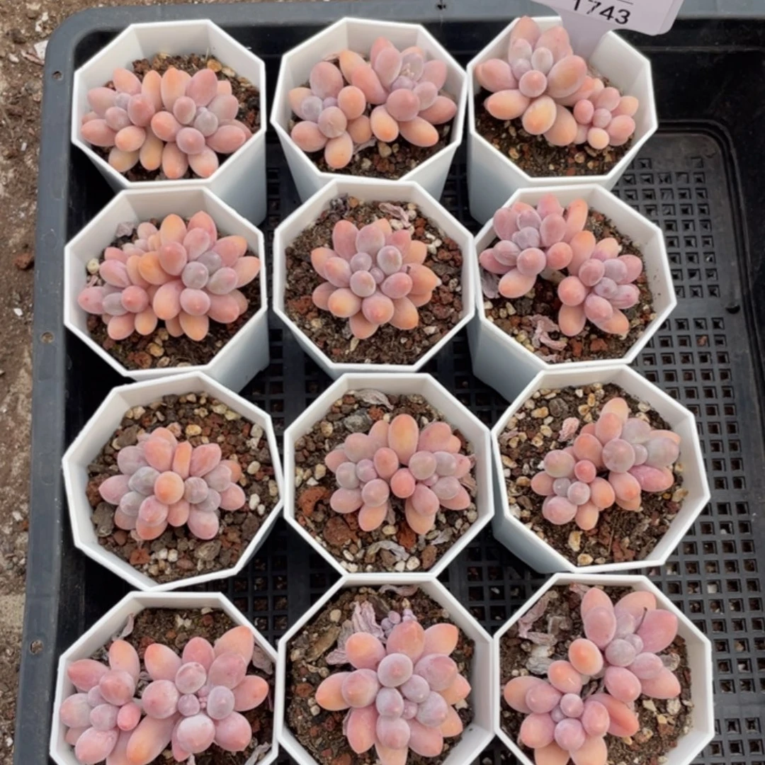 不包整散 盆子不售后1743