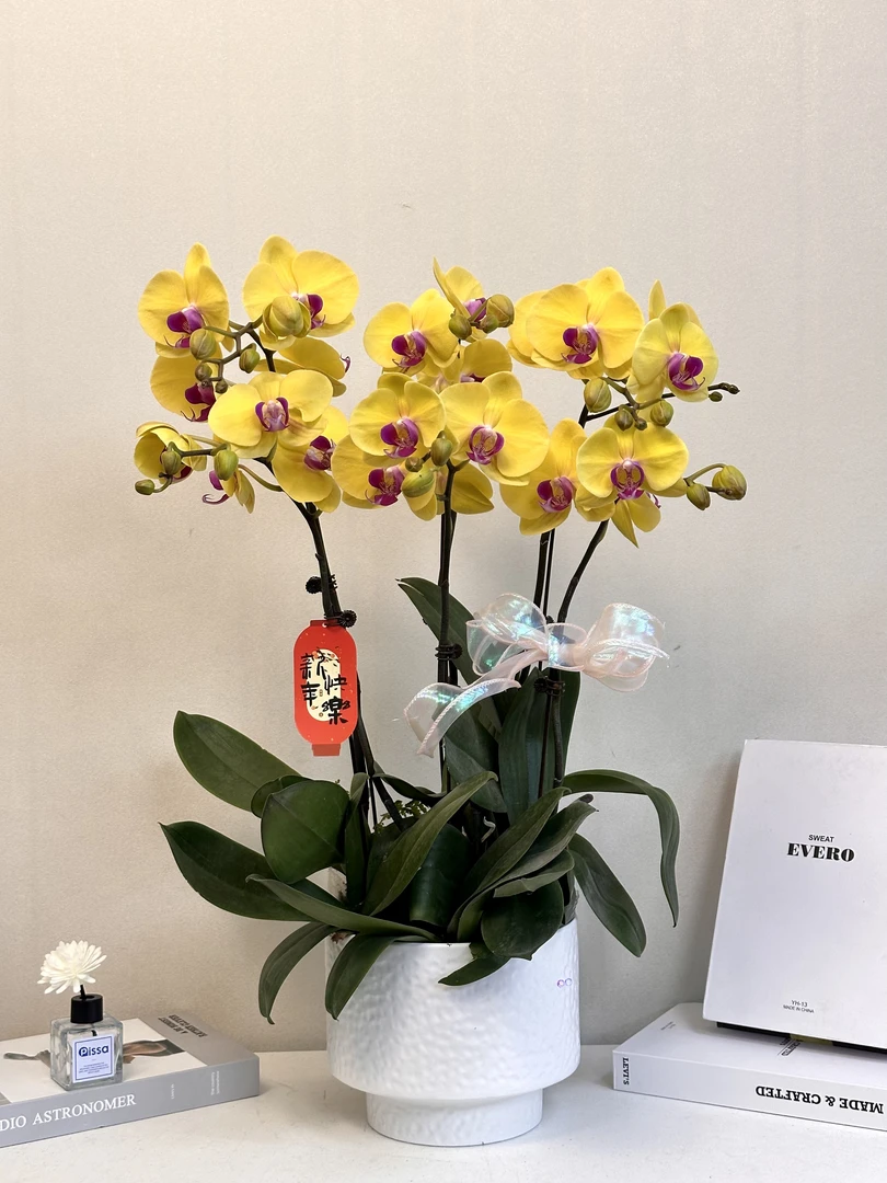 年宵花【黄金万两】大吉大利 过年居家必备 四季开花 多样性发货