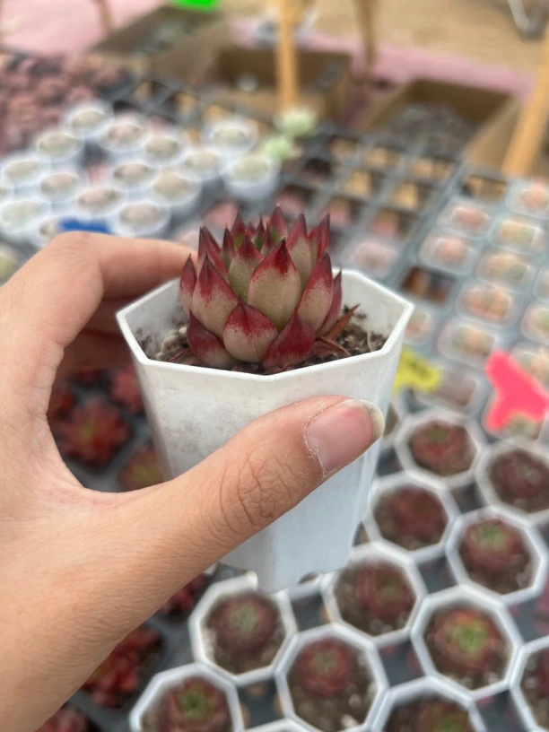 满9.9米包邮雨夜精灵多肉