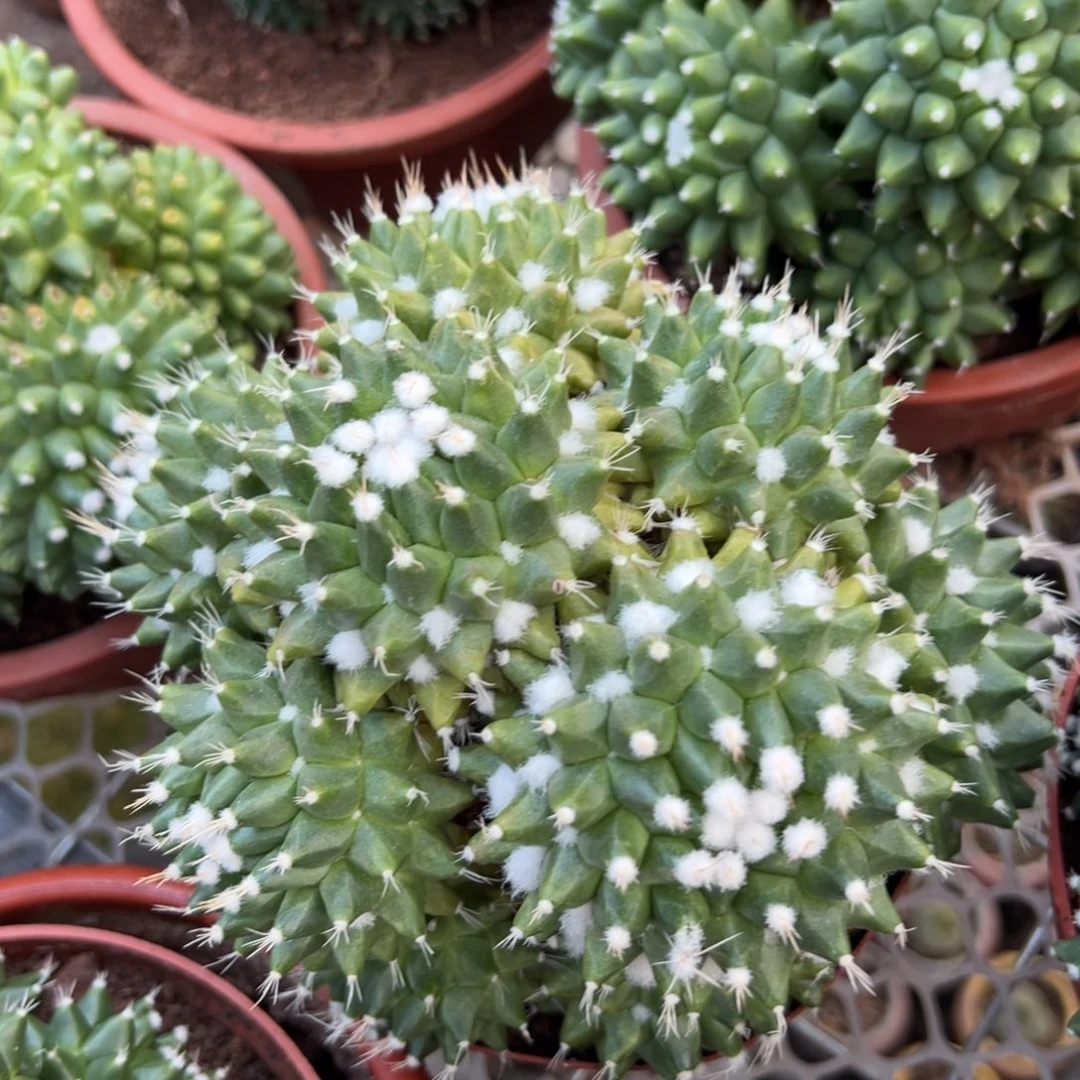 雪糕随机一颗。