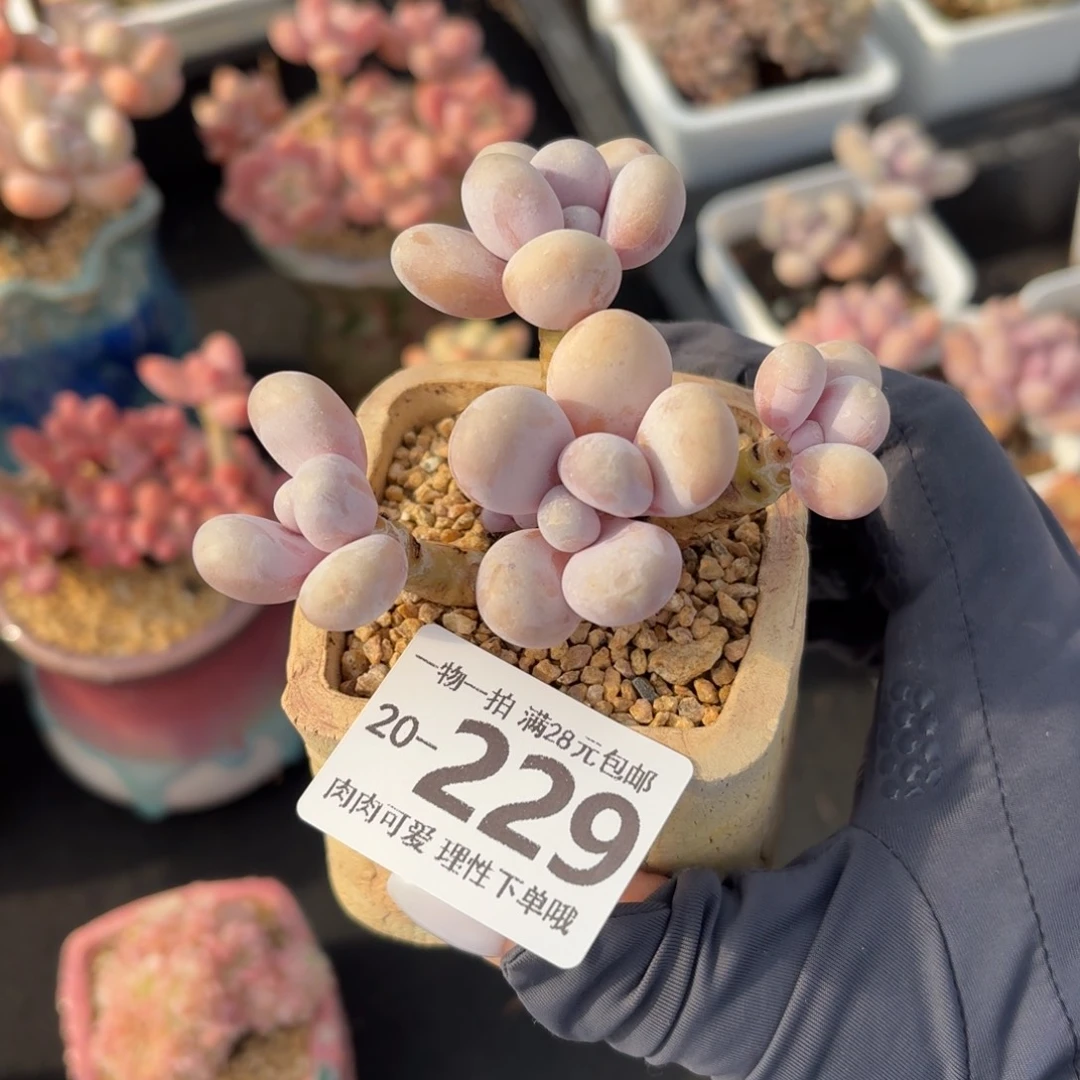 奶酪无盆土发货无盆