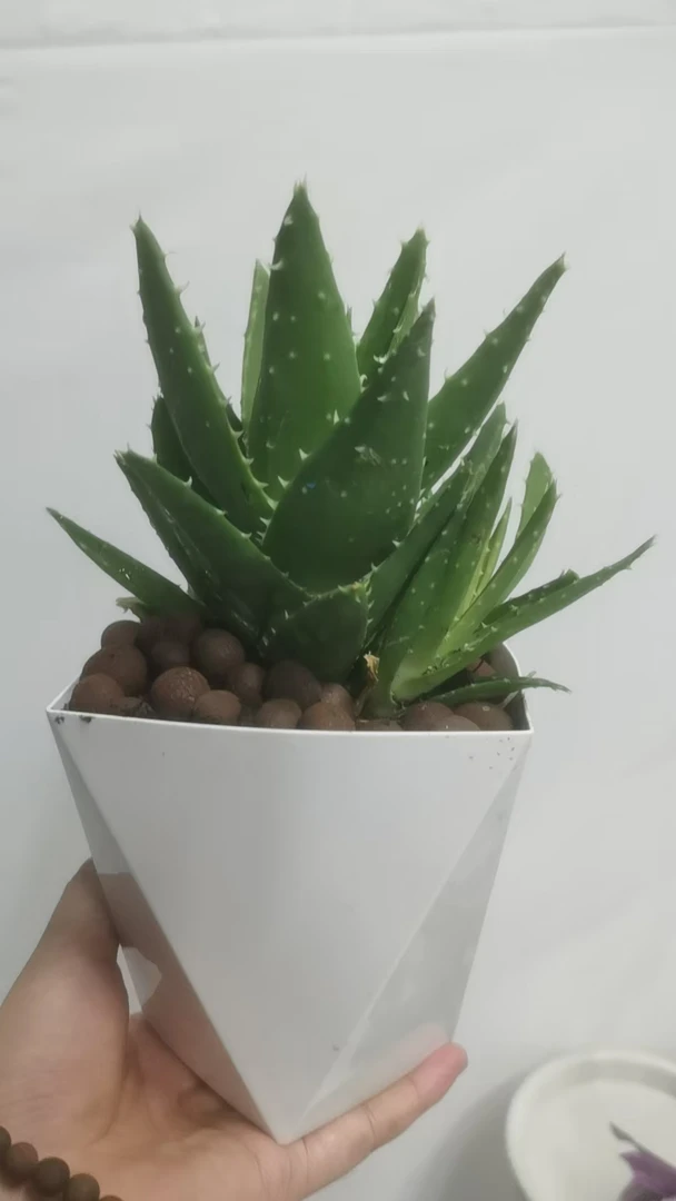 A芦荟盆栽室内绿植防辐射吸甲醛办公室净化空气多肉植物好养不死