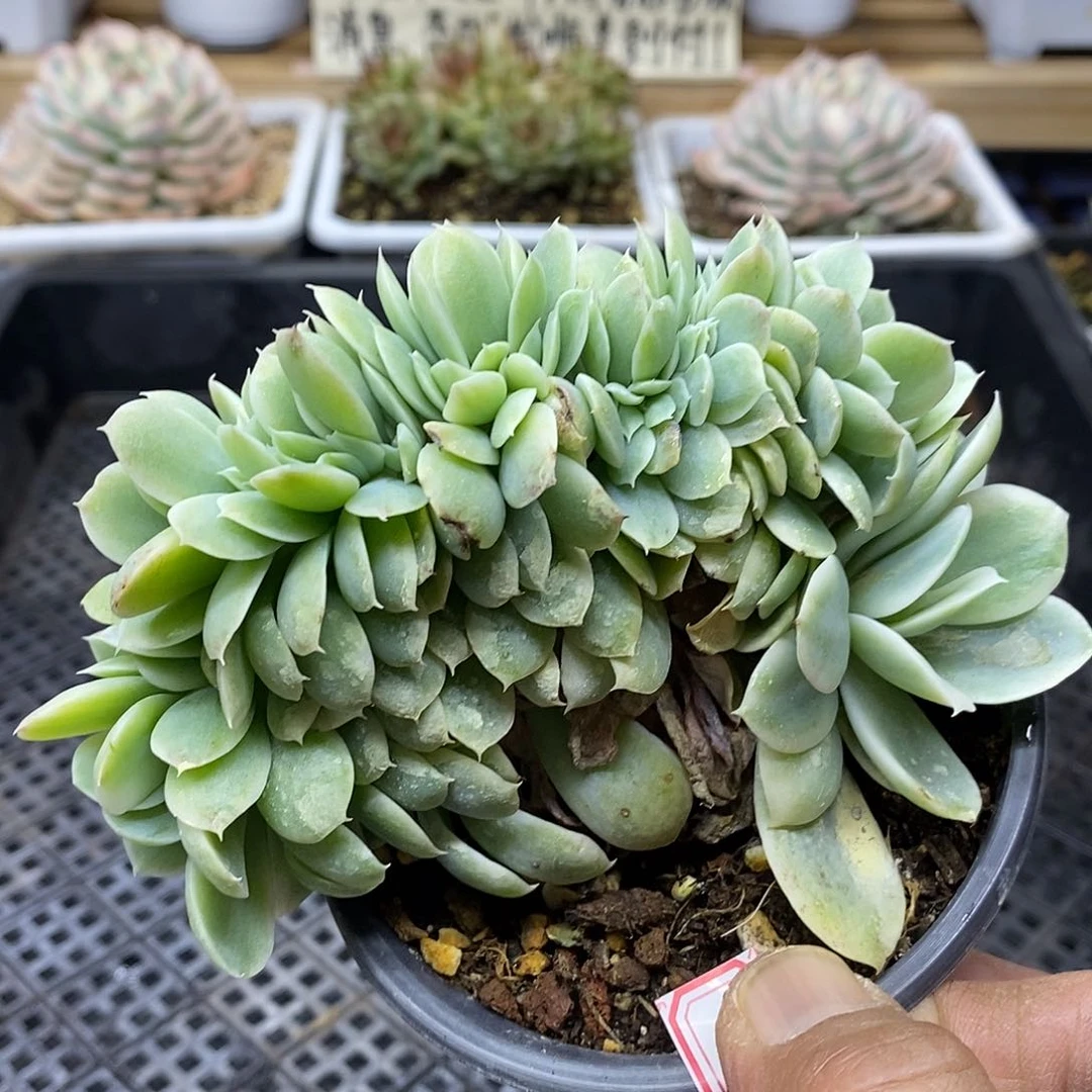 2118 福利小白龙覆轮锦缀 带龙头 不售后