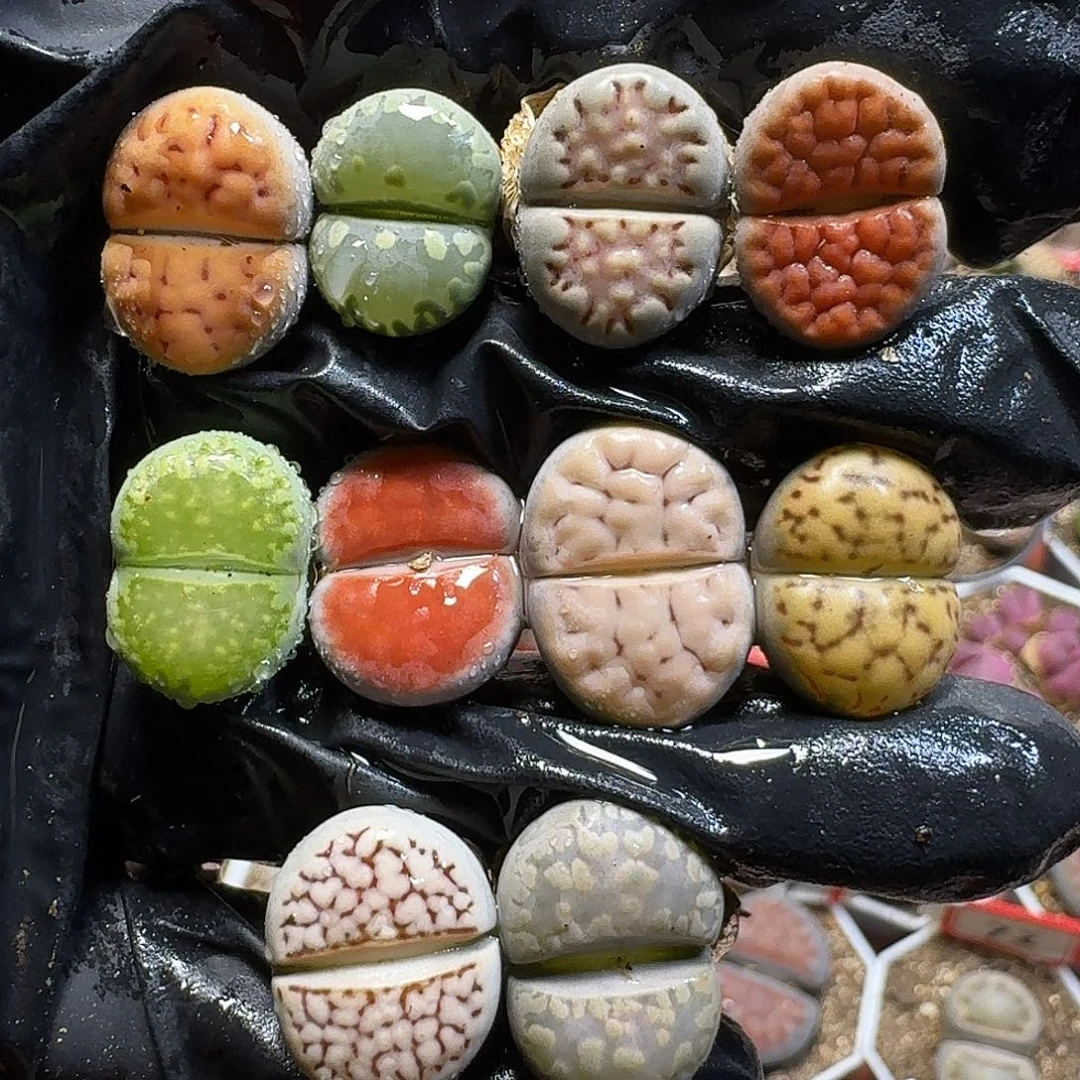 生石花1111111。  121